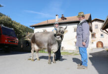 Hans Pittl: „Das Grauvieh gehört zum Tiroler Kulturgut“