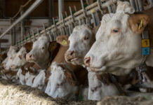 Berglandmilch setzt auf Zertifikatehandel