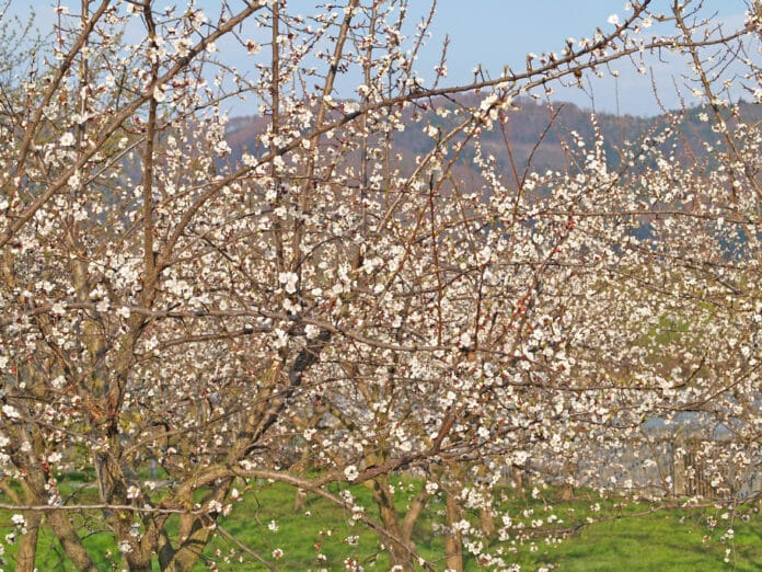 Marillenbluete
