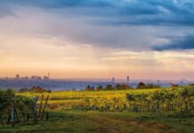 “Wiener Gemischter Satz” wird besonders geschützt