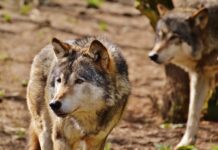 Landesrat Gantner: „Der Wolf hat im Siedlungsraum nichts verloren“