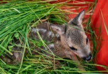 Wilddetektion per Drohne