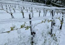 56 Mio. Euro Schaden durch Spätfrost und Schnee