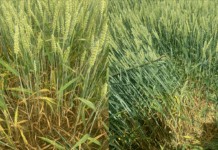 Hochwirksames Getreidefungizid
