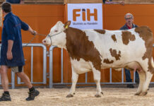 Österreichische Zuchtrinder sind international gefragt