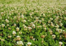 Wie viel Stickstoff im Boden bleibt