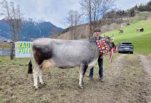 Graues Blut in den Adern