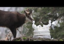 Kunst trifft Natur: „Saliera“ im Wald versteckt