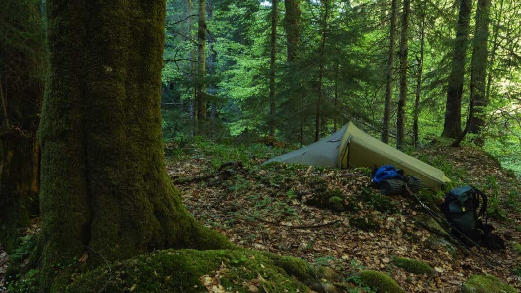 Urwaelder der Kaparten C Gerald Klamer Jpg