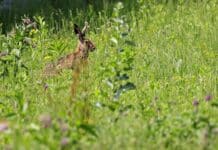 Wildacker: Schäden durch geplante Ackerflächen vorbeugen