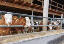 Landesförderung für Rosé-Mäster