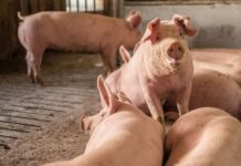 Vollspalten-Aus: Ein Mehrstufenmodell liegt auf dem Tisch