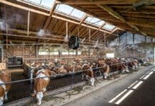 Hitzestress: Mit der Kuh leidet auch der Fötus