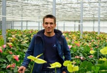 Gartenbau: Der Herr der Flamingoblume