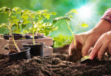 Für jede Kultur die passende Erde