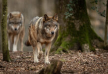 EU-Mission in Österreich