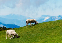 Alm- und Weideschutzgesetz gibt Hoffnung auf „normalen“ Almsommer