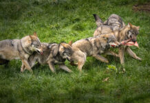 Europäisches Wolfsproblem bedarf europaweiter Lösung
