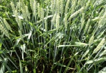 Balaya® – Wellness fürs Getreide, Entspannung für Sie!