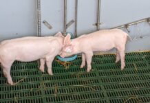 Tränken im Schweinestall: Worauf es ankommt