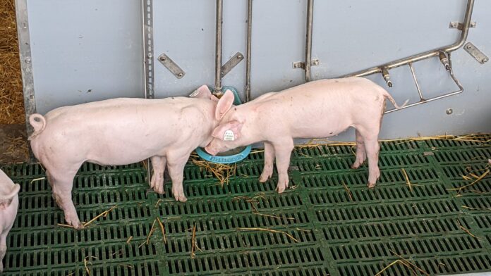 Schweine