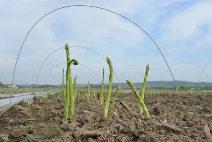 GRÜNER AM FELD UNTER BÖGEN