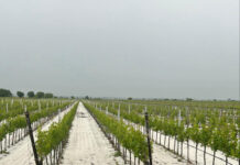 Erster schwerer Hagel 2024 verursachte Millionenschaden