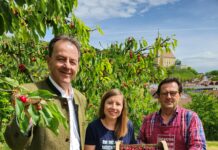 Regionale Kirschen – immer ein Genuss