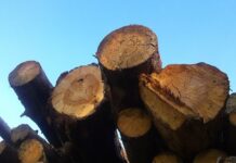 Holzeinschlag leicht gesunken