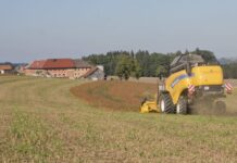 Entwaldungsverordnung: Auch Sojaanbau und Rinderhaltung betroffen