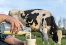 Weltmilchtag: Milchwirtschaft im Kreislauf