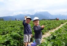 Zu Pfingsten geht es los mit der „Königin“ der Beerenfrüchte
