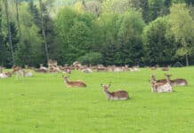 Immer mehr Wildtiere im Gehege