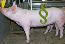 Schweinebauern drängen auf Rechtssicherheit bei Tierwohlbestimmungen