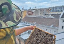Honigsüße Vielfalt: Die Bezirksimkerei in Wien