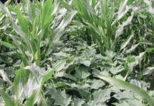 Mais braucht Hilfe gegen Neophyten