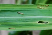 Den Maiszünsler ab sofort unter Beobachtung halten