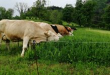 “Superfood” von der Weide für unsere Rinder