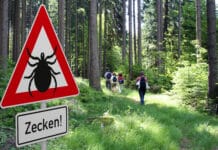Österreich gilt als Risikoland für Zecken und somit auch für Borreliose