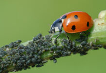 Blattläuse lieben feuchtwarmes Wetter