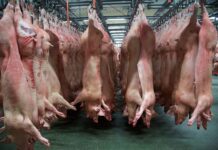 EU-Schweinefleischimporte: China prüft Maßnahmen