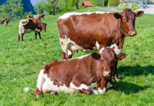 Tierhaltung plus: „Notwendig, um glaubwürdig zu sein“