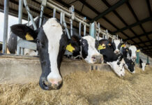 Dänische Regierung beschließt CO2-Steuer für Tierhaltung