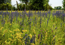 EU-Renaturierungsgesetz: Antwort auf offenen Brief