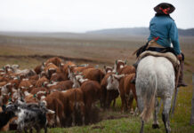Argentinien prescht mit EUDR-konformem Rindfleisch vor