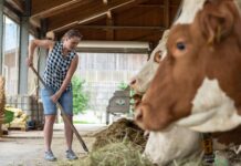 Berglandmilch novelliert Tierwohlbonus-System