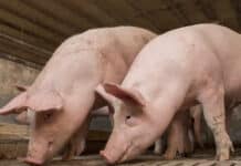 Perspektiven für die Schweinebauern sind auch Wahlfreiheiten für Konsumenten