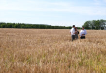 „Wiener Braugerste“: Kooperation liefert Fundament für Traditionsbier