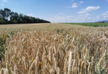 Ernte 2024: Durchschnittliche Menge, mäßige Qualität