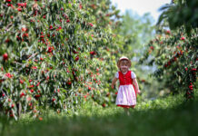Hochsaison in der regionalen „Kirschhochburg Scharten“